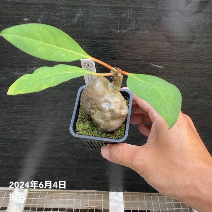 現品お届け】アリ植物 ミルメコディア Myrmecodia platytyrea Southern