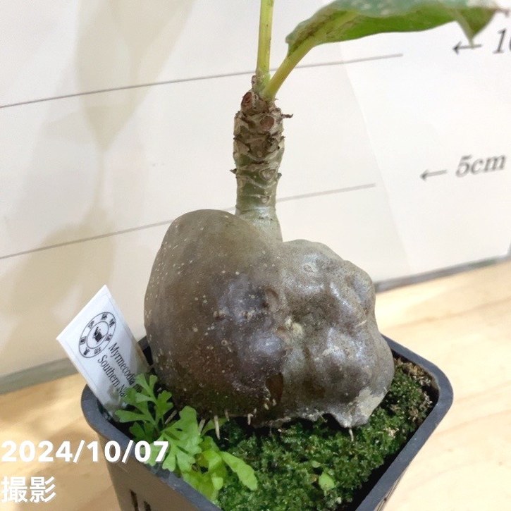 ミルメコディア アラータ myrmecodia alata 実(種子) Myrmecodia alata(prolifera type, alveoli- long thorn