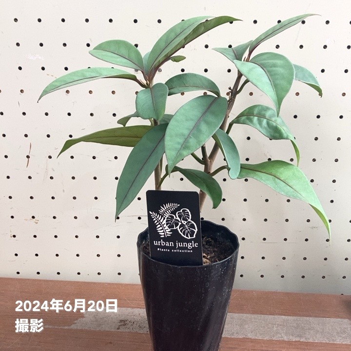 ニーアビレンス ブルーエクアドル 4号｜観葉04-PA | 観葉・多肉 | 赤塚