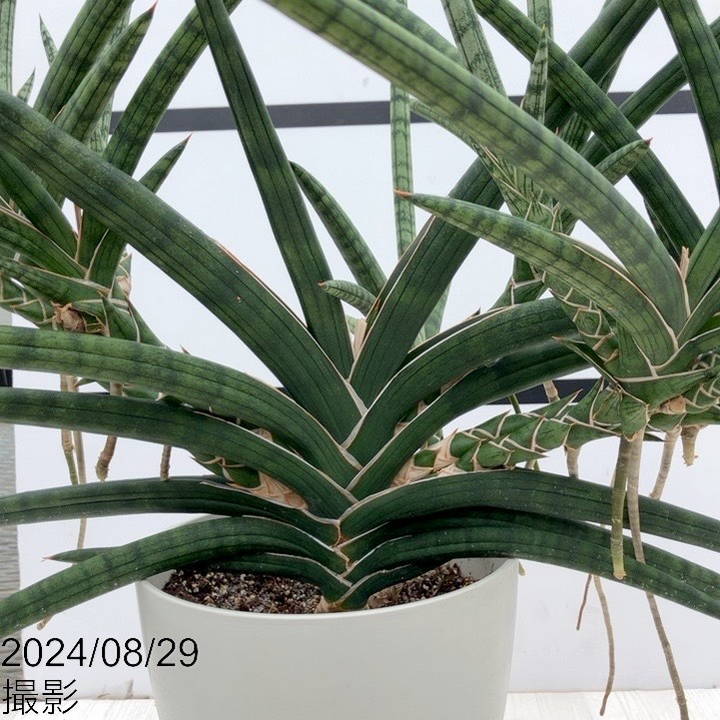 期間限定10％OFF！】【現品お届け】サンスベリア 6号 ベラ（クランプ