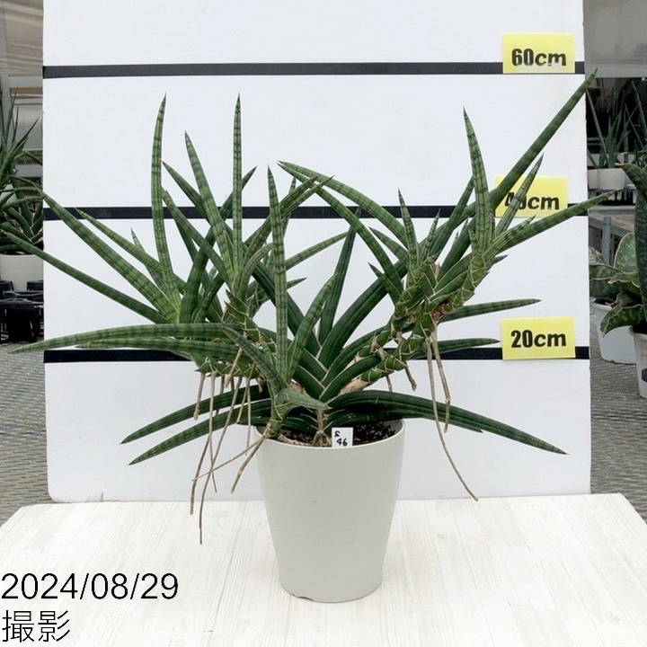現品お届け】サンスベリア 6号 ベラ（クランプ仕立て）白プラ鉢（S46