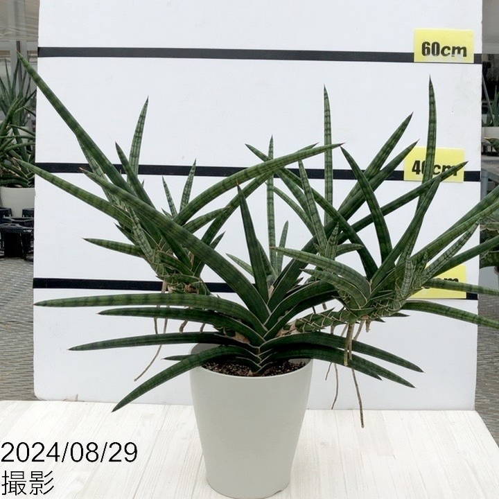 現品お届け】サンスベリア 6号 ベラ（クランプ仕立て）白プラ鉢（S46