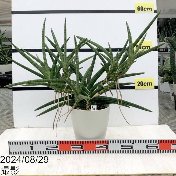 期間限定10％OFF！】【現品お届け】サンスベリア 6号 ベラ（クランプ