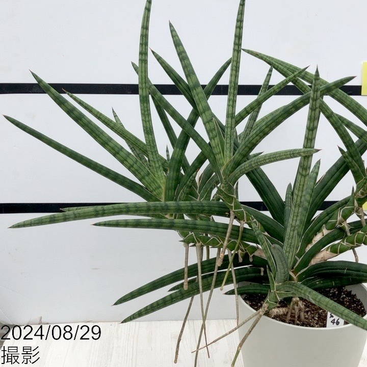 期間限定10％OFF！】【現品お届け】サンスベリア 6号 ベラ（クランプ