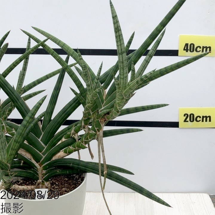 現品お届け】サンスベリア 6号 ベラ（クランプ仕立て）白プラ鉢（S46