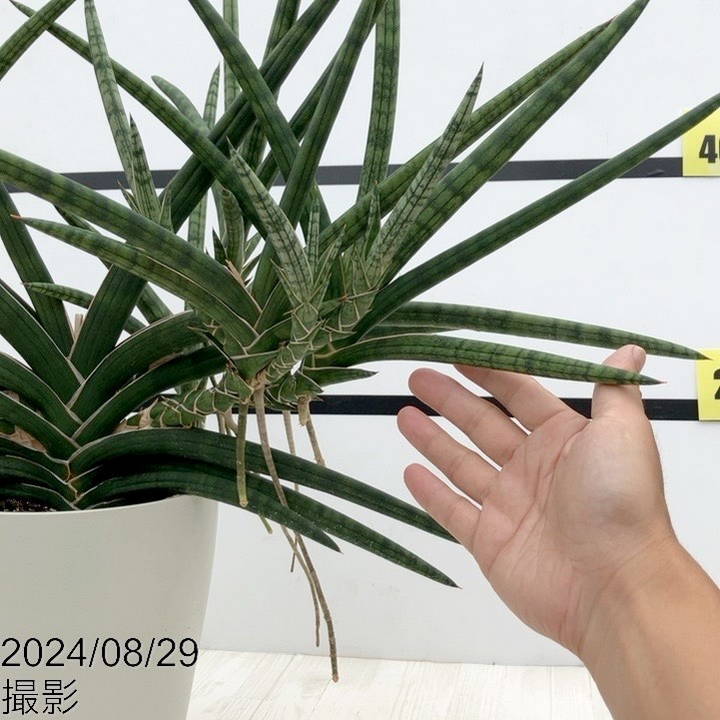 期間限定10％OFF！】【現品お届け】サンスベリア 6号 ベラ（クランプ