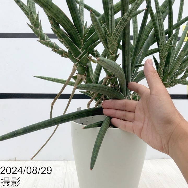 サンスベリア ベラ プラチナム ホワイト 期間限定10％OFF！】【現品お届け】サンスベリア 6号 ベラ（クランプ