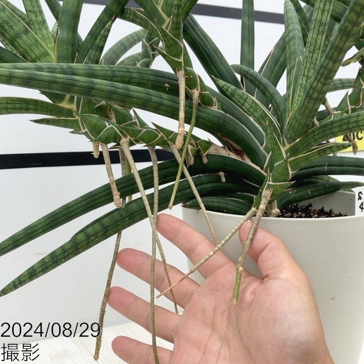 期間限定10％OFF！】【現品お届け】サンスベリア 6号 ベラ（クランプ