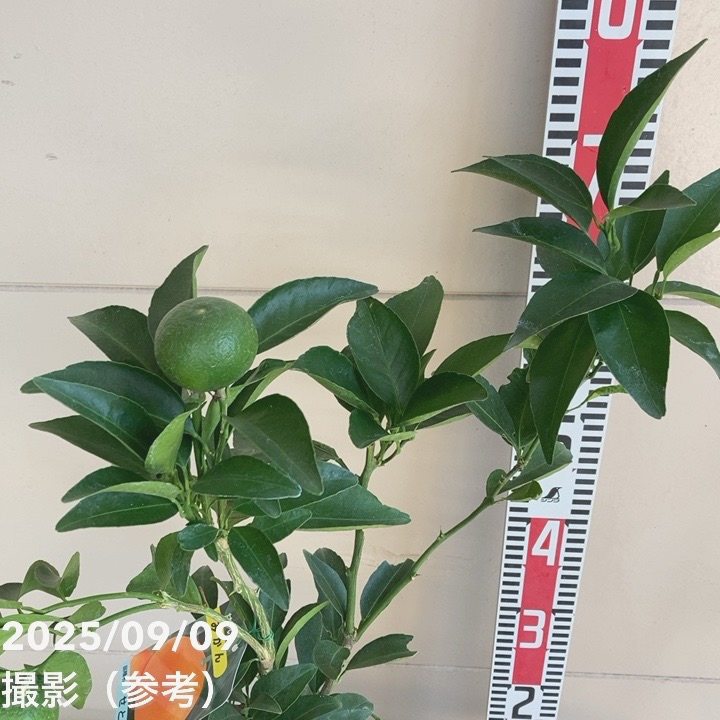 <実付き>みかん せとか 6号 2年生 PVP|柑橘|果樹04-PA