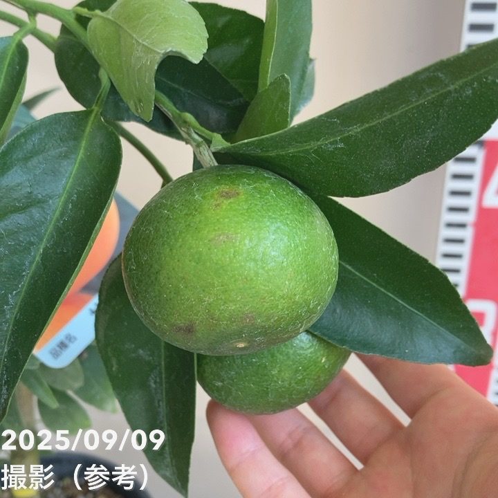 <実付き>みかん せとか 6号 2年生 PVP|柑橘|果樹04-PA