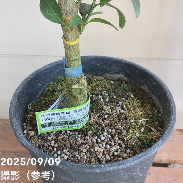 <実付き>みかん せとか 6号 2年生 PVP|柑橘|果樹04-PA