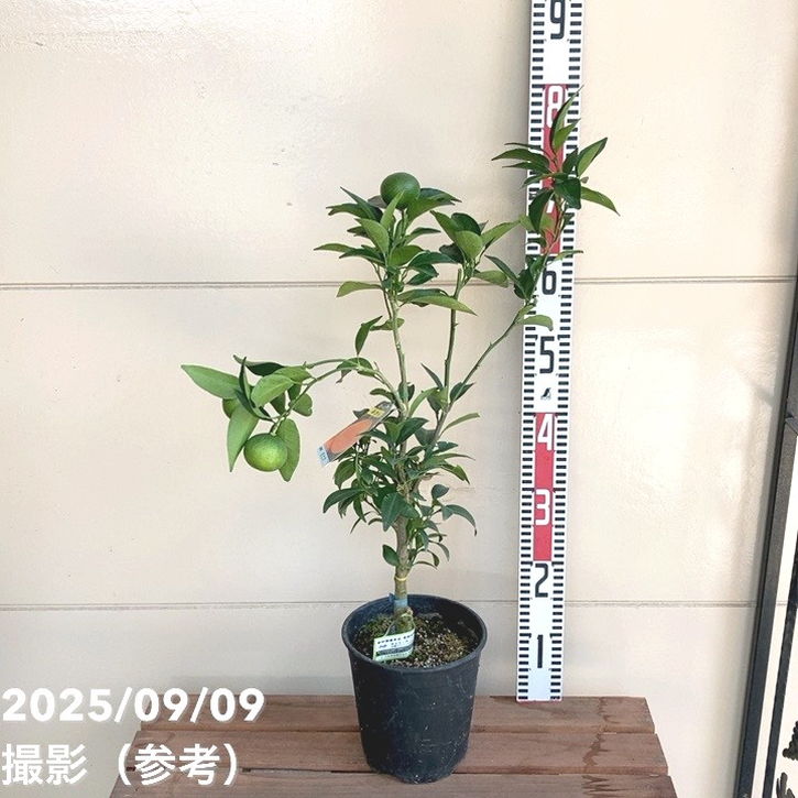 <実付き>みかん せとか 6号 2年生 PVP|柑橘|果樹04-PA