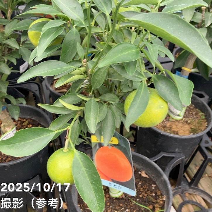 <実付き>みかん せとか 6号 2年生 PVP|柑橘|果樹04-PA