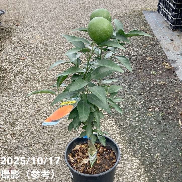 <実付き>みかん せとか 6号 2年生 PVP|柑橘|果樹04-PA