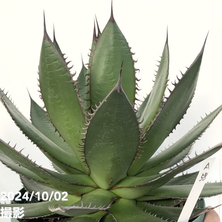 現品お届け】アガベ 7号 ホリダ horrida スリット鉢（A58）｜観葉01-D1