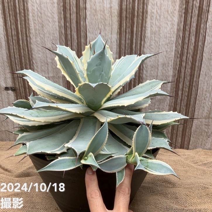 現品お届け】アガベ 9号浅鉢 ポタトラム 雷神錦（子株付き