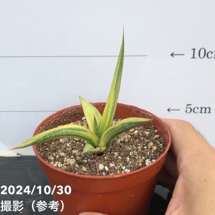 期間限定10％OFF！】【現品お届け】サンスベリア 3号 バリースター