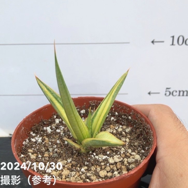 現品お届け】サンスベリア 3号 バリースター 斑入り（S107）｜観葉02