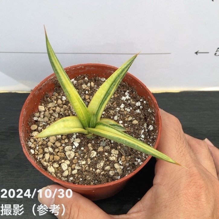 新品　観葉植物　珍しいサンスベリア　斑入り　新品　写真を今日撮ったものに変更 新品 観葉植物 珍しいサンスベリア 斑入り 新品 写真を今日撮ったもの