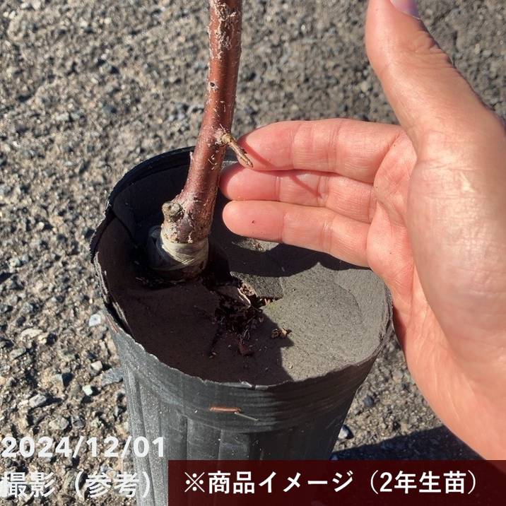 【特価 2年生苗】鈴鹿の森庭園 しだれ梅名木「地の龍(呉服しだれ)」接ぎ木苗 4号ロングポット苗 2年生苗|花木01-D1