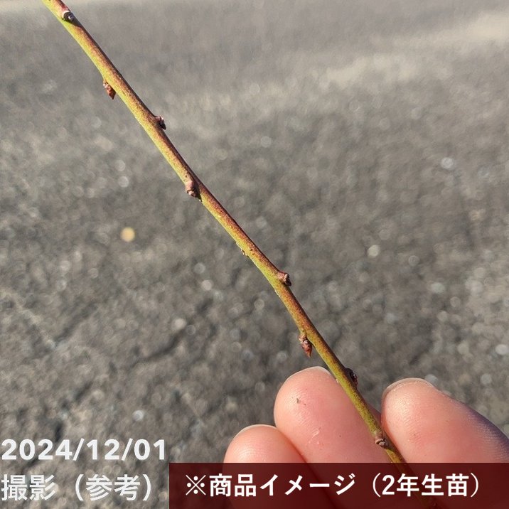 【特価 2年生苗】鈴鹿の森庭園 しだれ梅名木「地の龍(呉服しだれ)」接ぎ木苗 4号ロングポット苗 2年生苗|花木01-D1