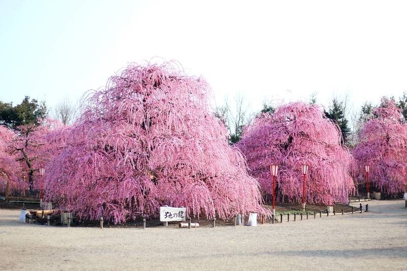 【特価 2年生苗】鈴鹿の森庭園 しだれ梅名木「地の龍(呉服しだれ)」接ぎ木苗 4号ロングポット苗 2年生苗|花木01-D1