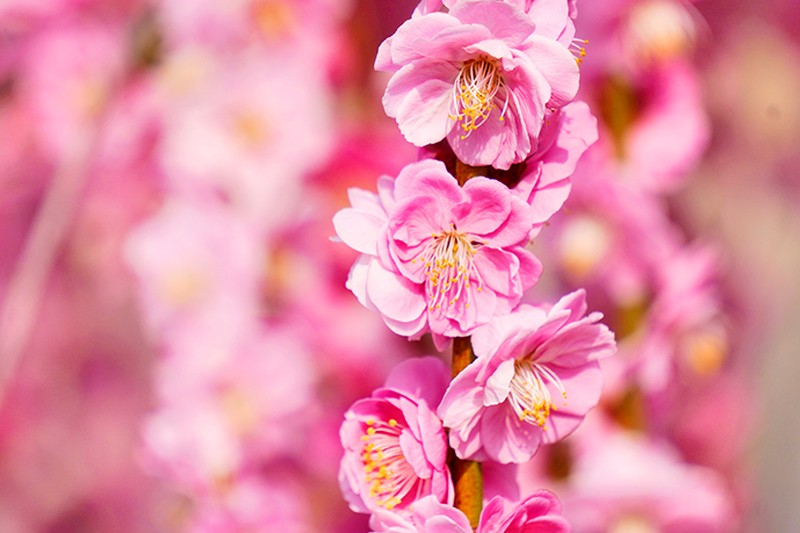 【特価 2年生苗】鈴鹿の森庭園 しだれ梅名木「地の龍(呉服しだれ)」接ぎ木苗 4号ロングポット苗 2年生苗|花木01-D1