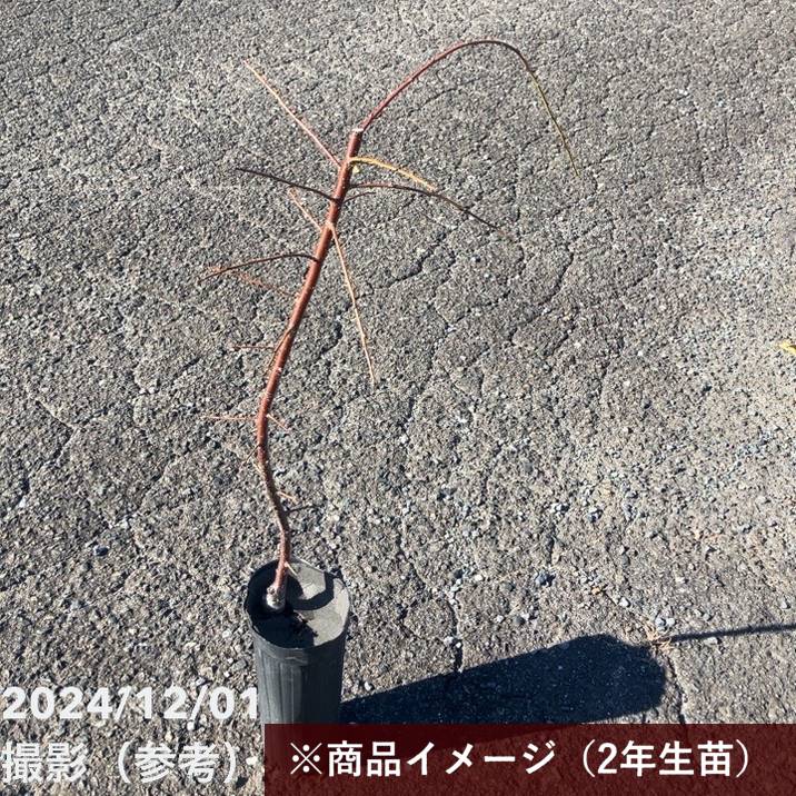 【特価 2年生苗】鈴鹿の森庭園 しだれ梅名木「地の龍(呉服しだれ)」接ぎ木苗 4号ロングポット苗 2年生苗|花木01-D1