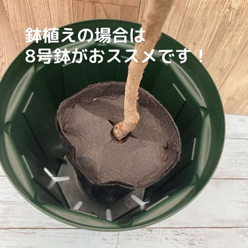 【特価 2年生苗】鈴鹿の森庭園 しだれ梅名木「地の龍(呉服しだれ)」接ぎ木苗 4号ロングポット苗 2年生苗|花木01-D1