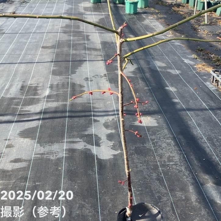 【特価 2年生苗】鈴鹿の森庭園 しだれ梅名木「地の龍(呉服しだれ)」接ぎ木苗 4号ロングポット苗 2年生苗|花木01-D1