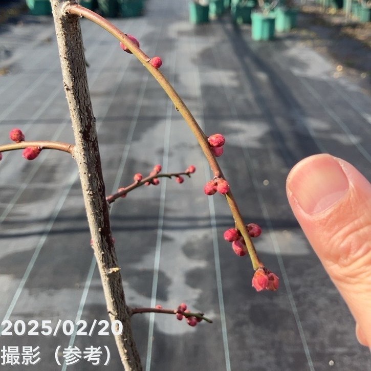 【特価 2年生苗】鈴鹿の森庭園 しだれ梅名木「地の龍(呉服しだれ)」接ぎ木苗 4号ロングポット苗 2年生苗|花木01-D1