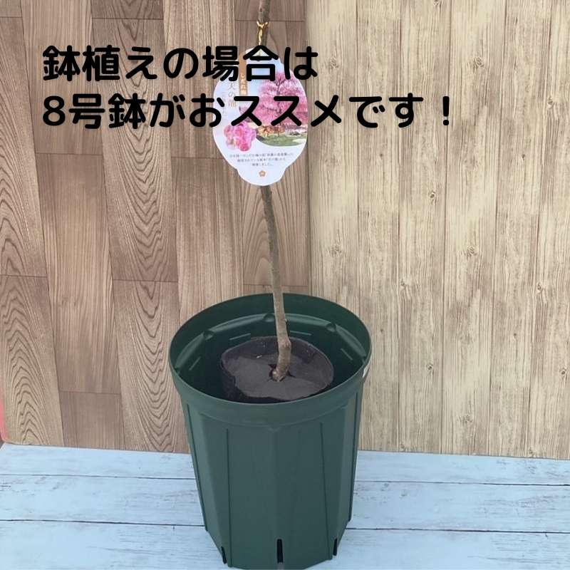 【特価 2年生苗】鈴鹿の森庭園 しだれ梅名木「地の龍(呉服しだれ)」接ぎ木苗 4号ロングポット苗 2年生苗|花木01-D1