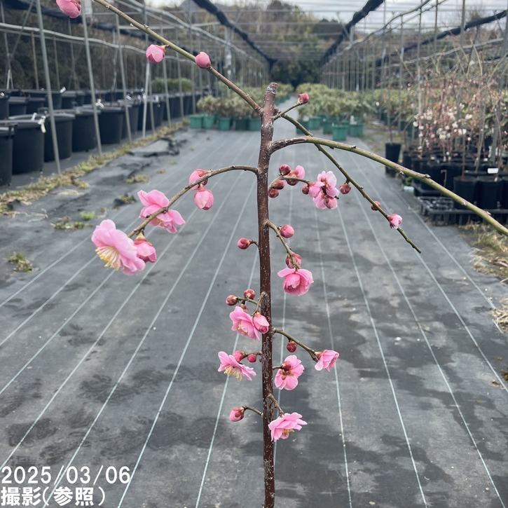 【特価 2年生苗】鈴鹿の森庭園 しだれ梅名木「地の龍(呉服しだれ)」接ぎ木苗 4号ロングポット苗 2年生苗|花木01-D1