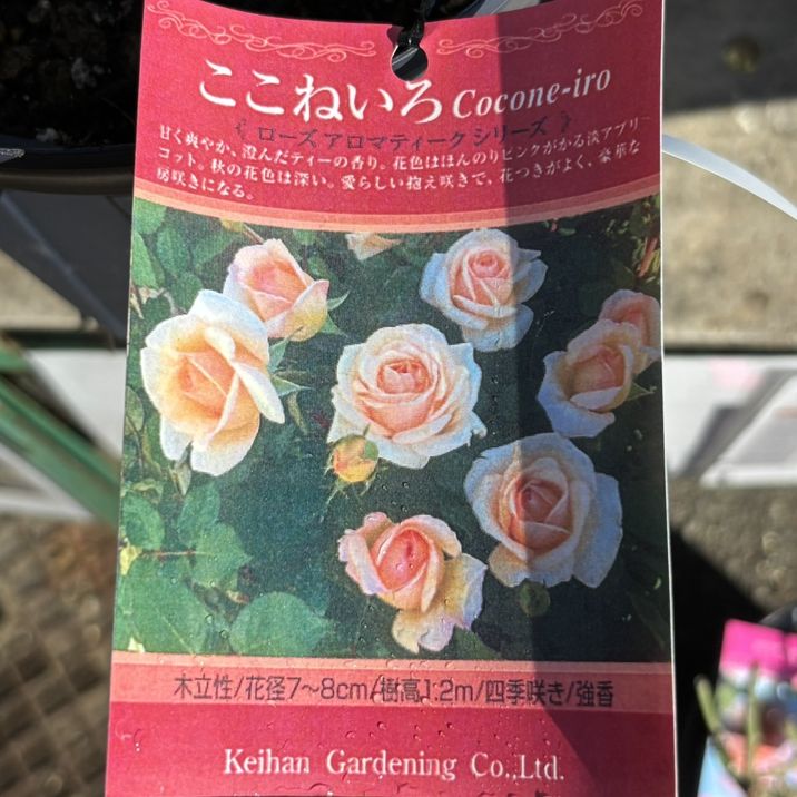 バラ大苗 ここねいろ 7号 京阪園芸｜花木04-PA | 花木・庭木,バラ