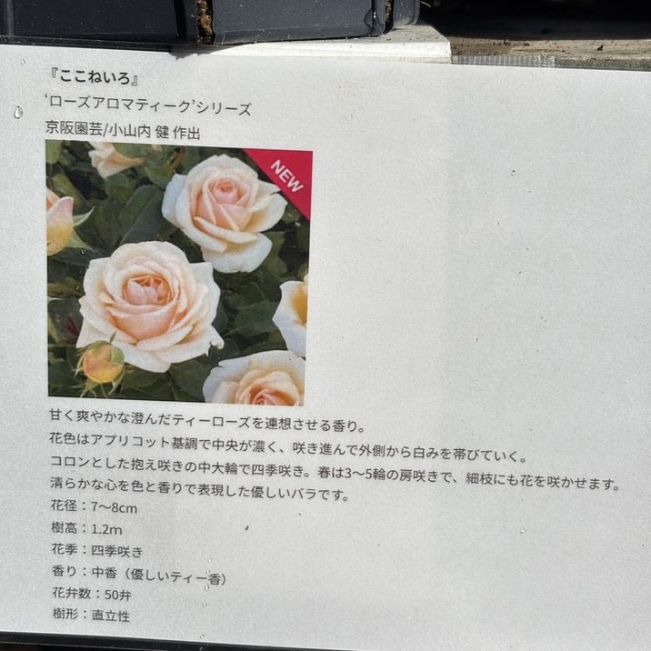 バラ大苗 ここねいろ 7号 京阪園芸｜花木04-PA | 花木・庭木,バラ