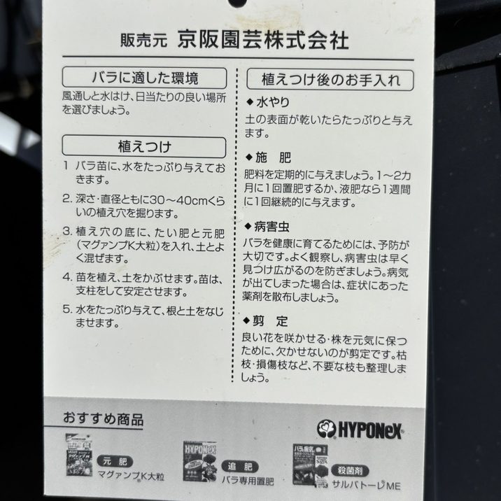 バラ大苗 ここねいろ 7号 京阪園芸｜花木04-PA | 花木・庭木,バラ