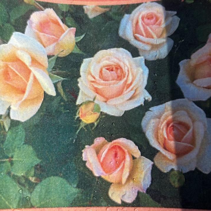 バラ大苗 ここねいろ 7号 京阪園芸｜花木04-PA | 花木・庭木,バラ