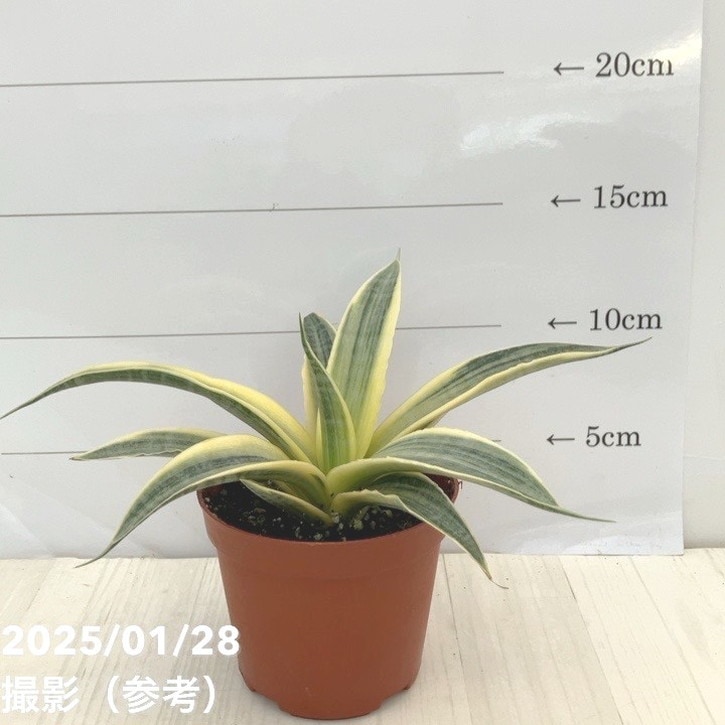 サンスベリア 3号 サイアムゴールド｜観葉02-D2 | 観葉・多肉