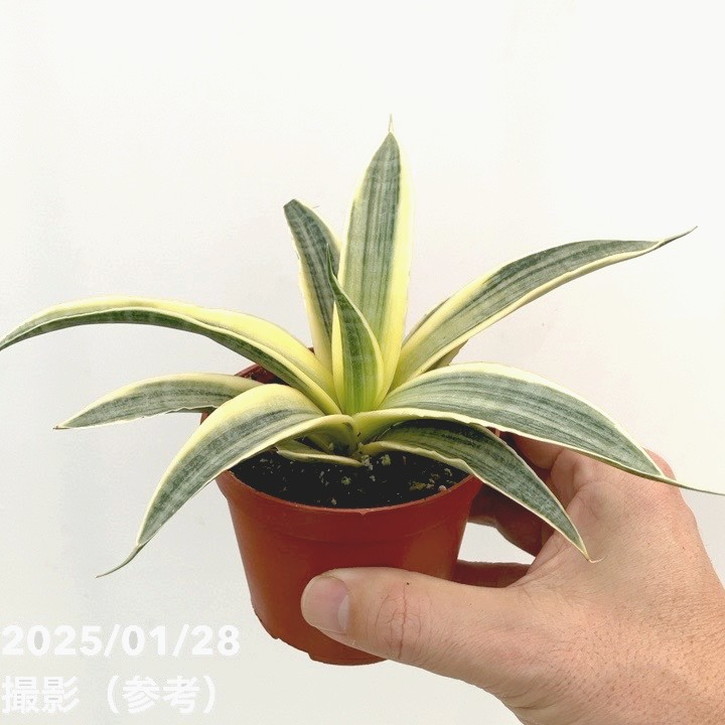 サンスベリア 3号 サイアムゴールド｜観葉02-D2 | 観葉・多肉