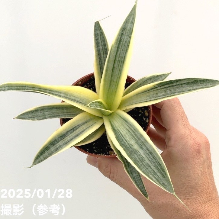 サンスベリア 3号 サイアムゴールド｜観葉02-D2 | 観葉・多肉