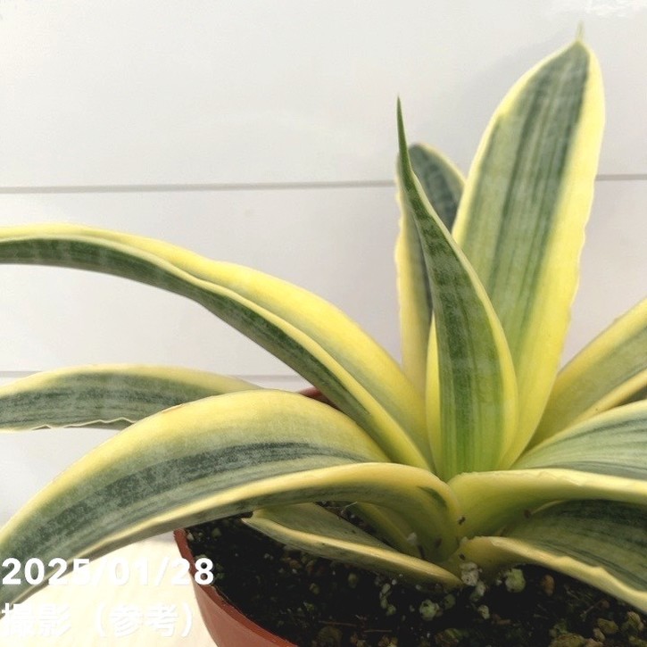 期間限定10％OFF！】サンスベリア 3号 サイアムゴールド｜観葉02-D2