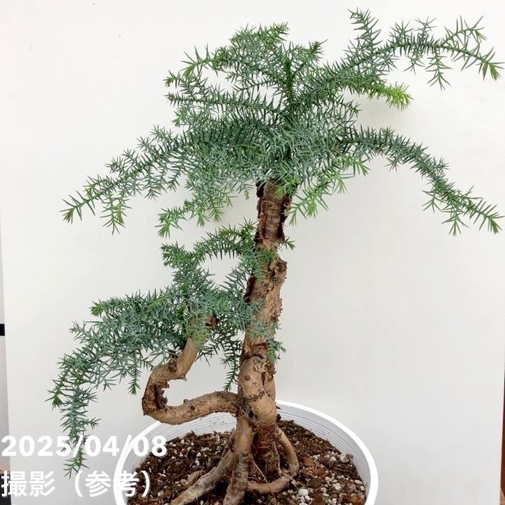 アローカリア 現品お届け】アローカリア 9号｜観葉10-TU | 観葉・多肉 | 赤塚植物園