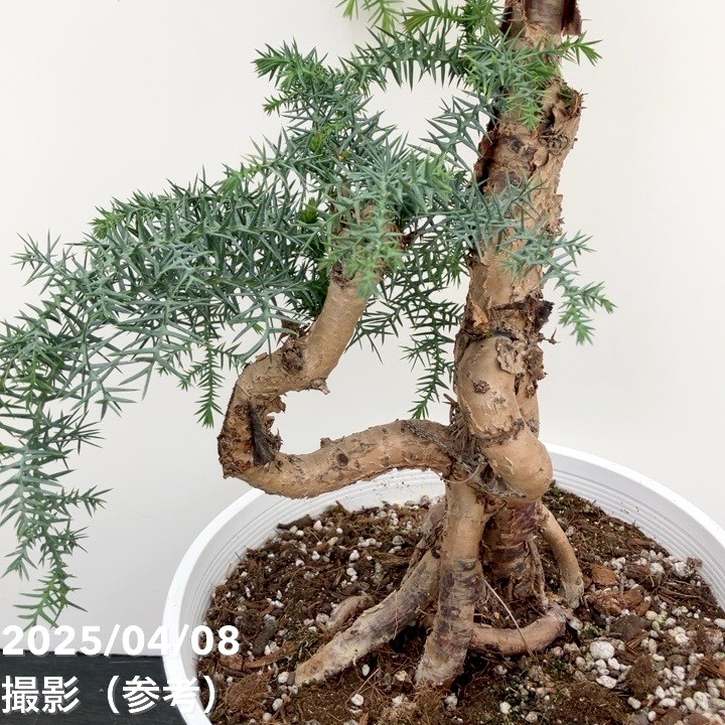 現品お届け】アローカリア 9号｜観葉10-TU | 観葉・多肉 | 赤塚植物園