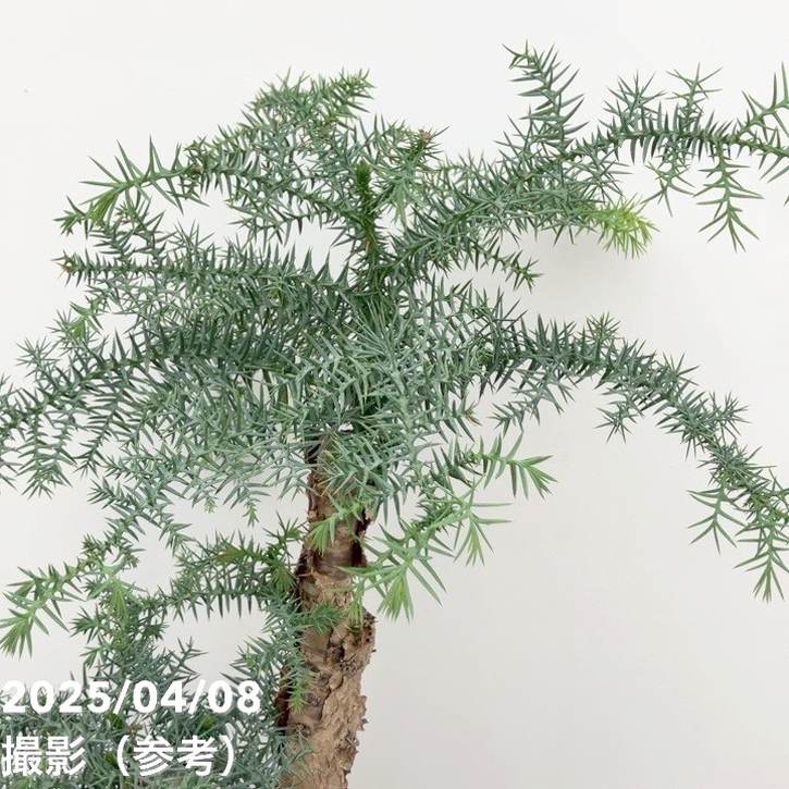 アローカリア 現品お届け】アローカリア 9号｜観葉10-TU | 観葉・多肉 | 赤塚植物園