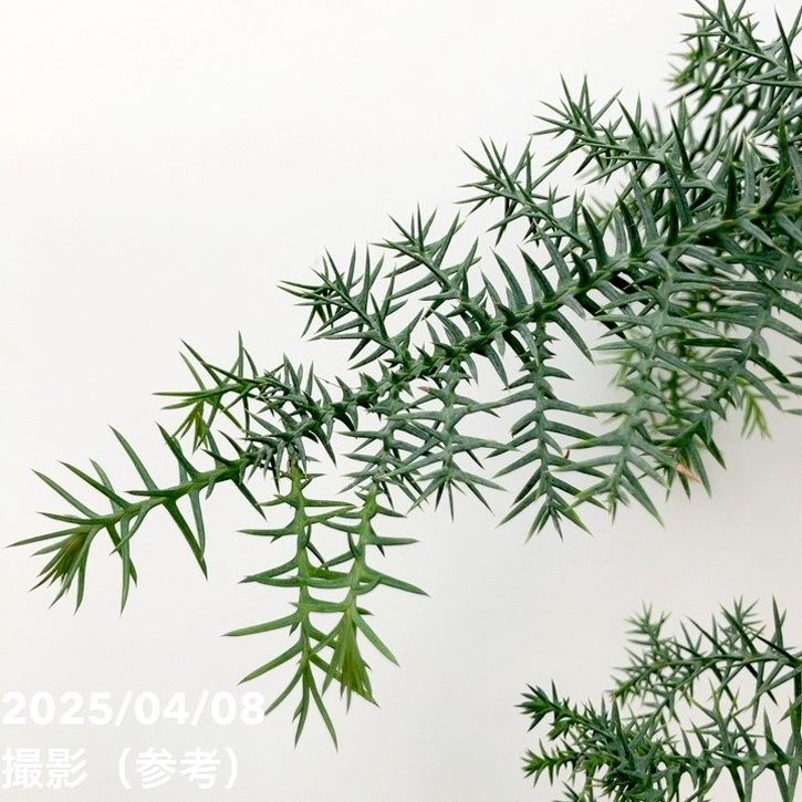 現品お届け】アローカリア 9号｜観葉10-TU | 観葉・多肉 | 赤塚植物園