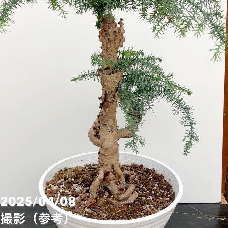 現品お届け】アローカリア 9号｜観葉10-TU | 観葉・多肉 | 赤塚植物園