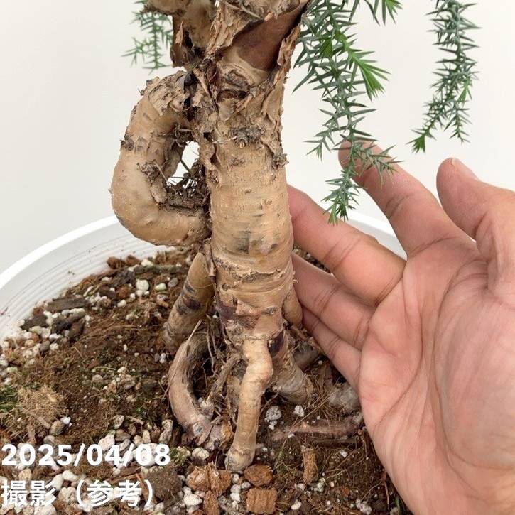 アローカリア 現品お届け】アローカリア 9号｜観葉10-TU | 観葉・多肉 | 赤塚植物園