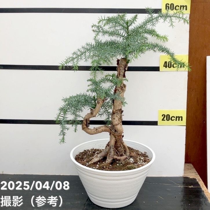 現品お届け】アローカリア 9号｜観葉10-TU | 観葉・多肉 | 赤塚植物園