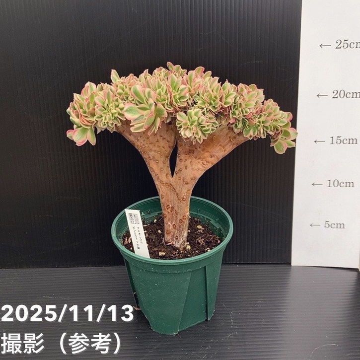 期間限定10％OFF！】綴化アエオニウム ピンクウィッチ錦 4号｜観葉10