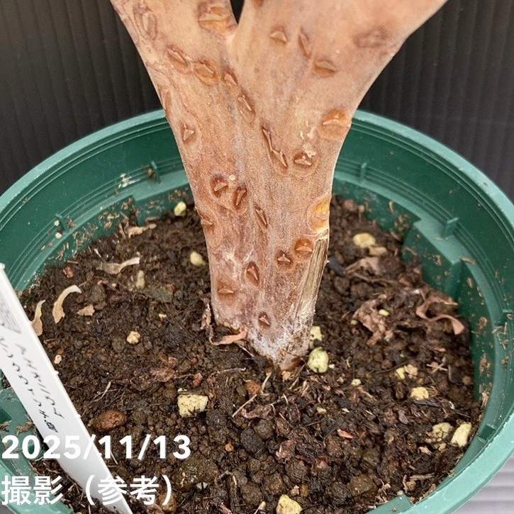 期間限定10％OFF！】綴化アエオニウム ピンクウィッチ錦 4号｜観葉10